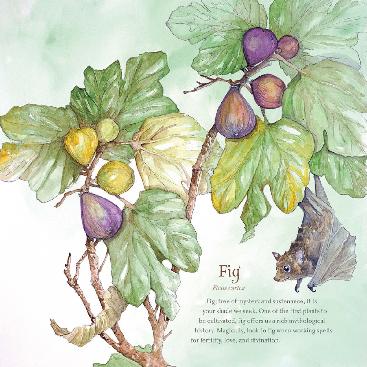 llewellyn-s-annual-hedgewitch-botanical-wall-calendar