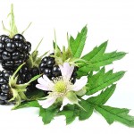 Blackberry Blossom Oil Blend