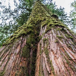 Cedarwood Essential Oil