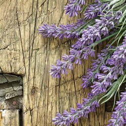 French Lavender Essential Oil