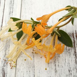 Honeysuckle Oil Blend