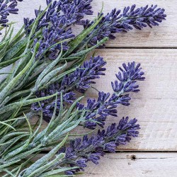 Lavender Oil Blend