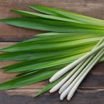 Lemongrass Essential Oil
