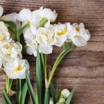 Narcissus Oil Blend