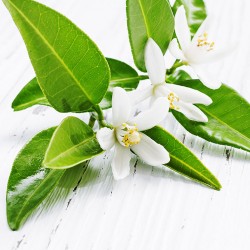 Neroli Oil Blend