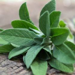 Sage Oil